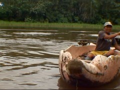 A Tarapoto, un manatí, 2011