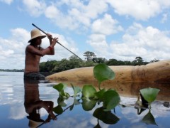 A Tarapoto, un manatí, 2011