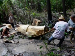 A Tarapoto, un manatí, 2011