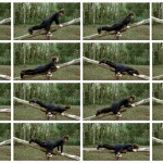 Equilibrio