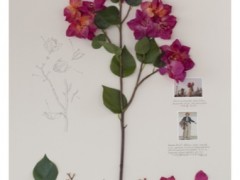 Herbarium of Artificial Plants, Bougainvillea (Herbario de Plantas Artificiales, Bugambilia Baret o Baretillia)