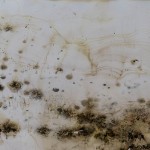 La cosmologia del poroto, Dibujos