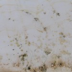 La cosmologia del poroto, Dibujos