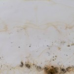 La cosmologia del poroto, Dibujos