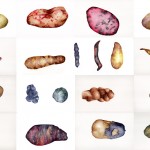 Banquete de Papas
