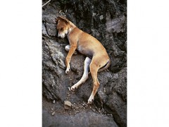 Sleeping Dog  | Perro durmiendo, 1990