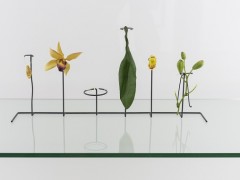 Alberto Baraya. Expedition Berlín, Herbarium of Artificial Plants, 2013–ongoing.