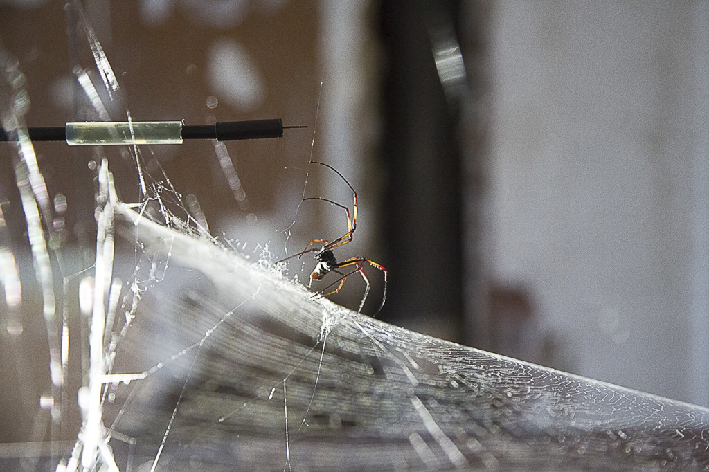 Tomás Saraceno, spiderweb sonification experiments in collaboration with Prof. Dr. Hannelore Hoch and Roland Mühlenthaler, Museum für Naturkunde, Berlin 2014