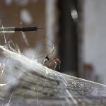 Tomás Saraceno, spiderweb sonification experiments in collaboration with Prof. Dr. Hannelore Hoch and Roland Mühlenthaler, Museum für Naturkunde, Berlin 2014