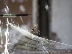 Tomás Saraceno, spiderweb sonification experiments in collaboration with Prof. Dr. Hannelore Hoch and Roland Mühlenthaler, Museum für Naturkunde, Berlin 2014