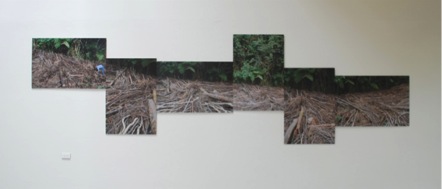 Ser creciente, Intervención in situ, madera 6 Fotografías cada una de 100 x 70 cm.  composición total de 510 x 150 c.m, 2009