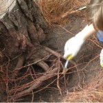 Ser raíz, Intervención in situ, excavación, 2007