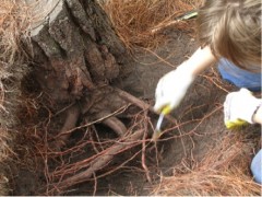 Ser raíz, Intervención in situ, excavación, 2007