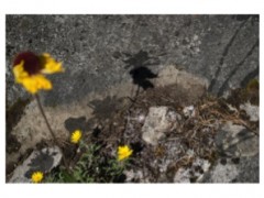 Gnomon, intervención in situ, aguatinta sobre piedra 7 fotografías de 35 x  50 cm, 2013