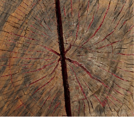 En memoria, Intervención in situ, Lacre y árbol talado, 2009