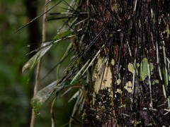 Immersion Program in the Amazon