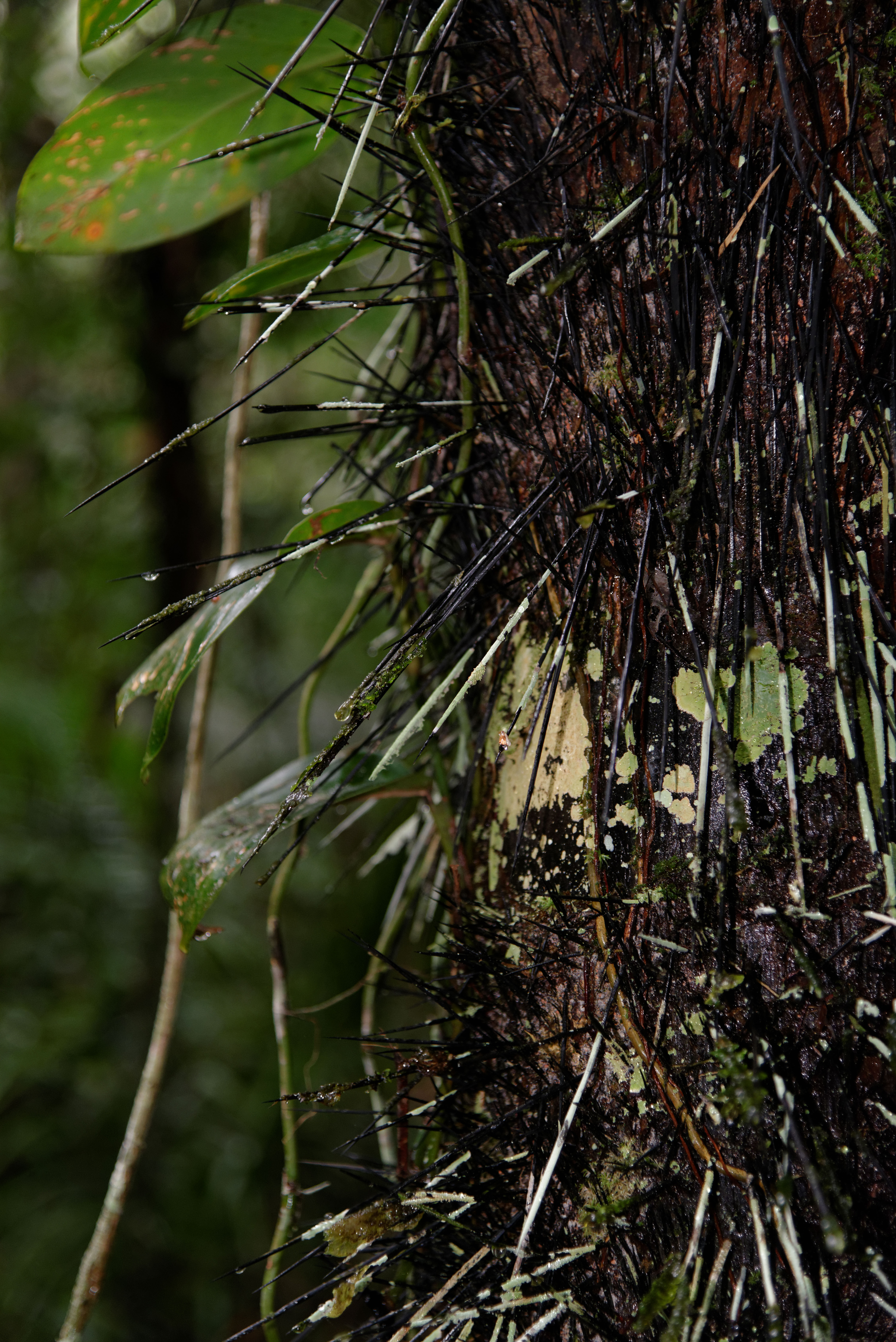 Immersion Program in the Amazon