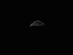 Andrea Galvani